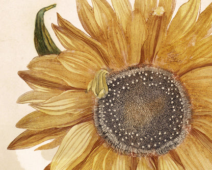 Sunflower | 1688