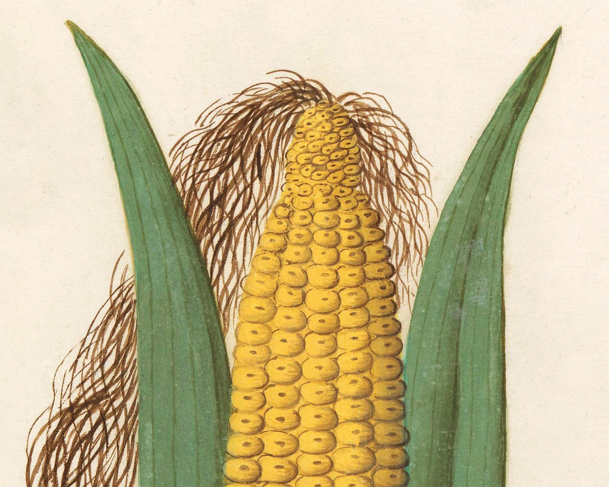 Maize | 16th Century
