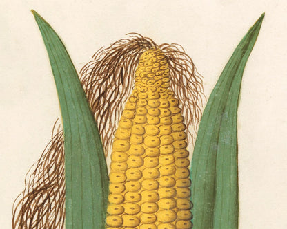 Maize | 16th Century