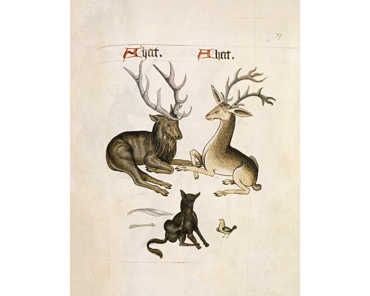 Drawings from the Tudor Pattern Book | 1504
