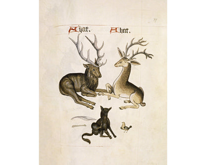 Drawings from the Tudor Pattern Book | 1504
