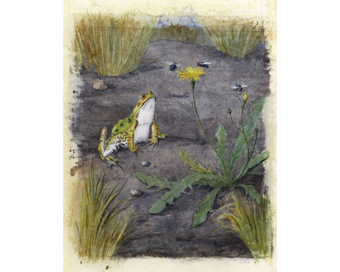 Frog by Dandelion | 19th Century