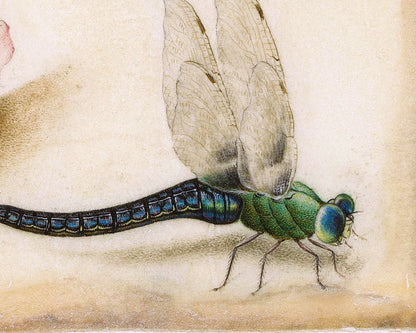 A Rose and Five Insects | 1618