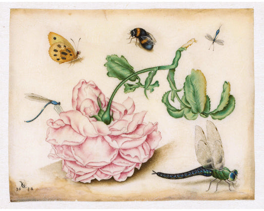 A Rose and Five Insects | 1618