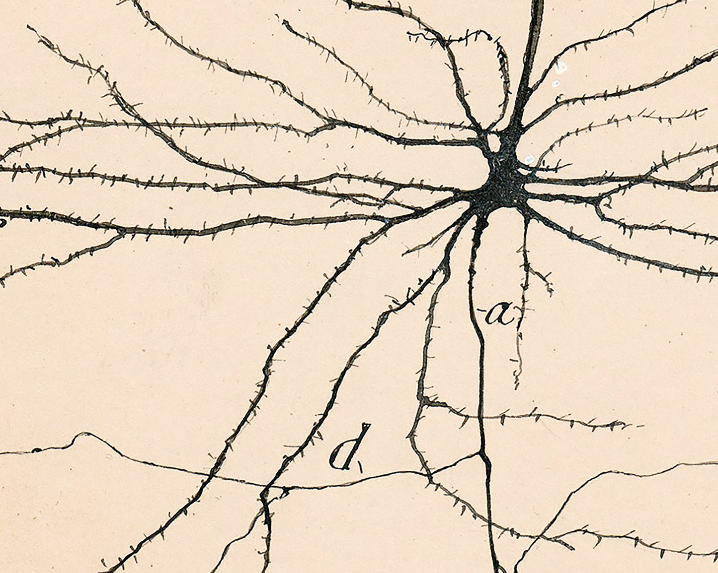 Pyramida Neuron  | 1904