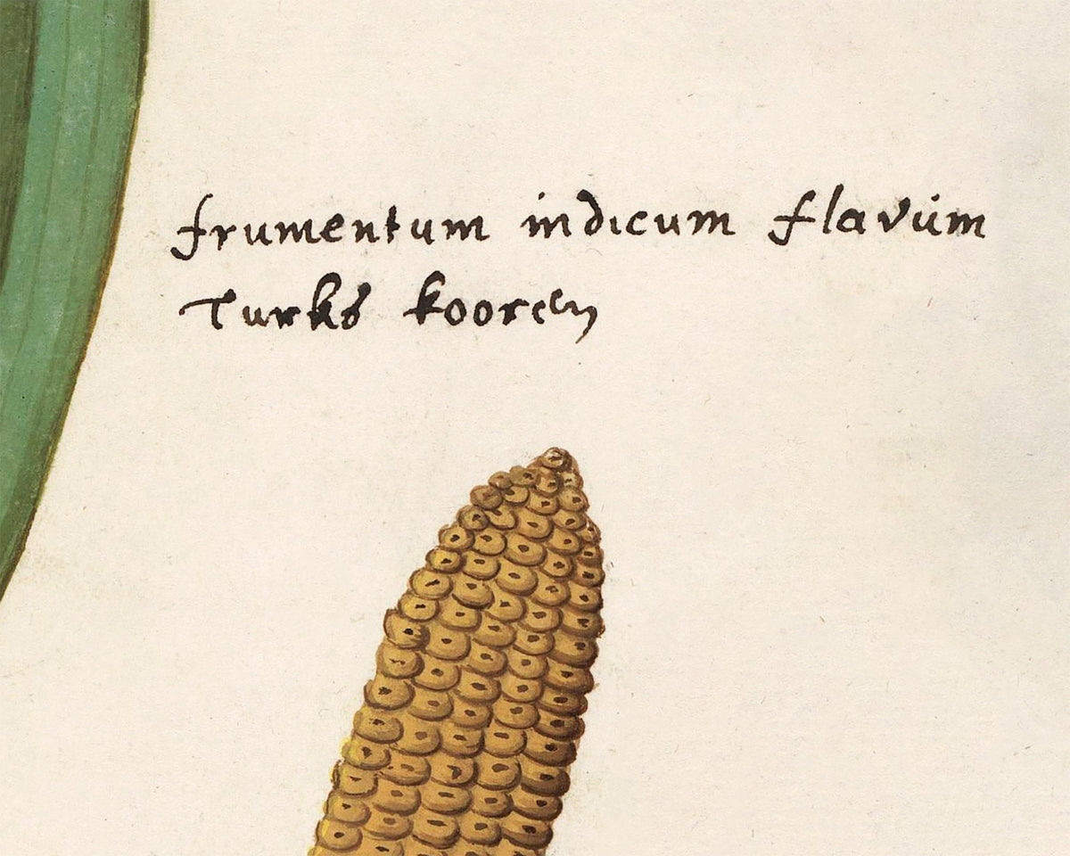 Maize | 16th Century