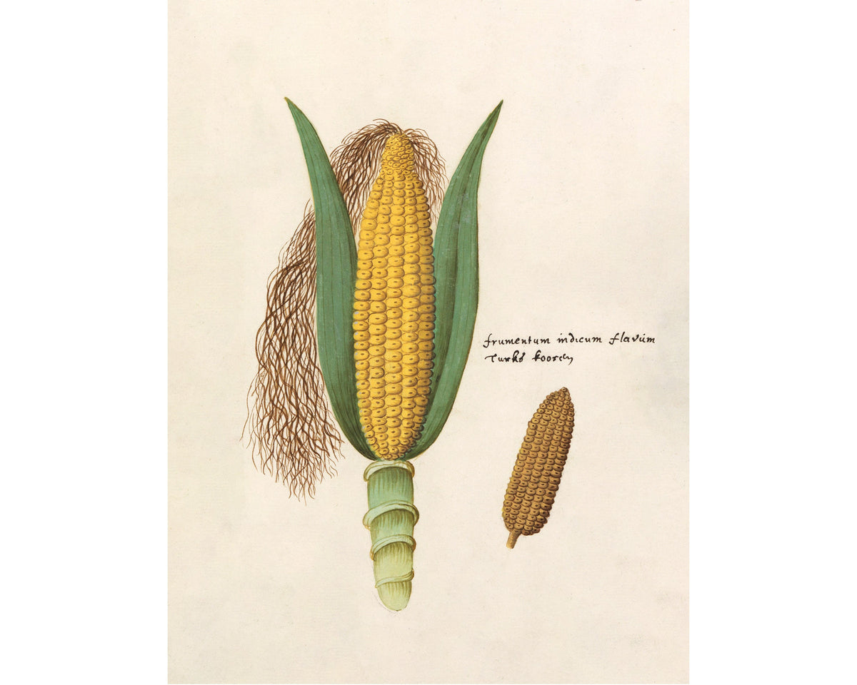 Maize | 16th Century