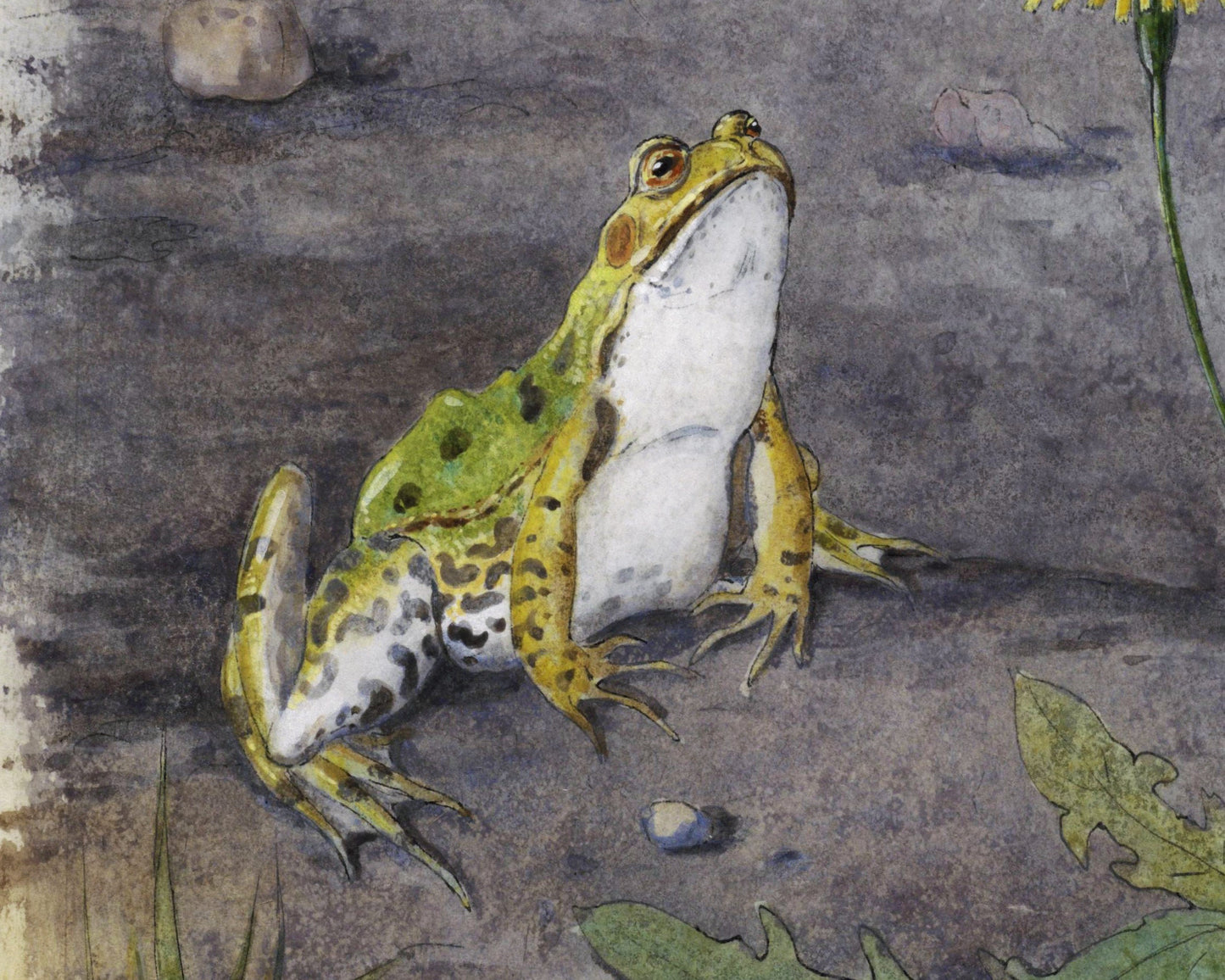 Frog by Dandelion | 19th Century