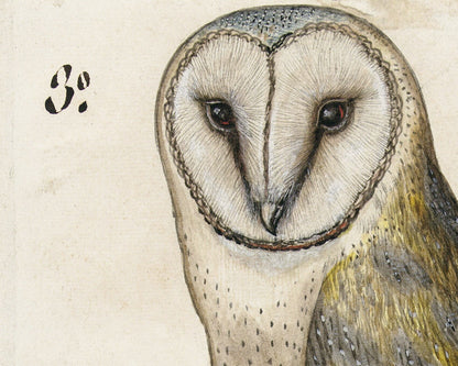 Barn Owl | 1560