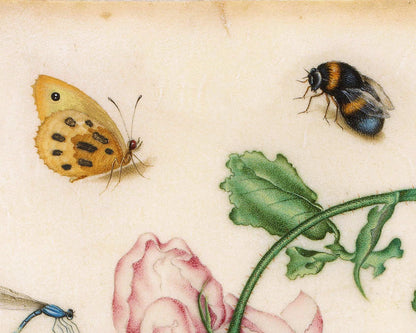 A Rose and Five Insects | 1618