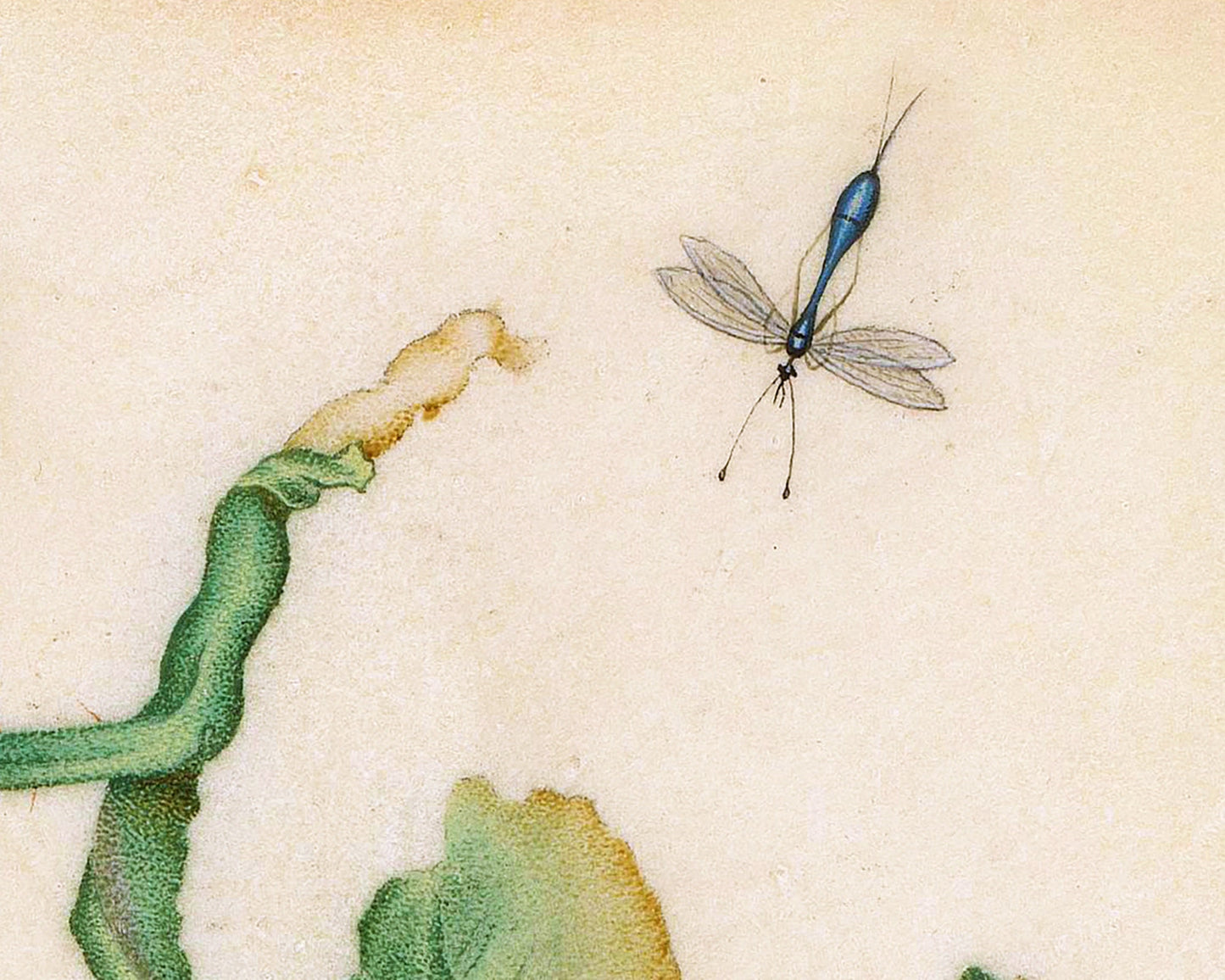 A Rose and Five Insects | 1618