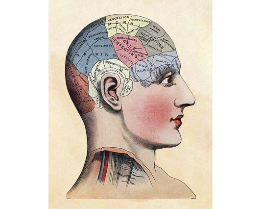Phrenology of the Human Brain | 1924