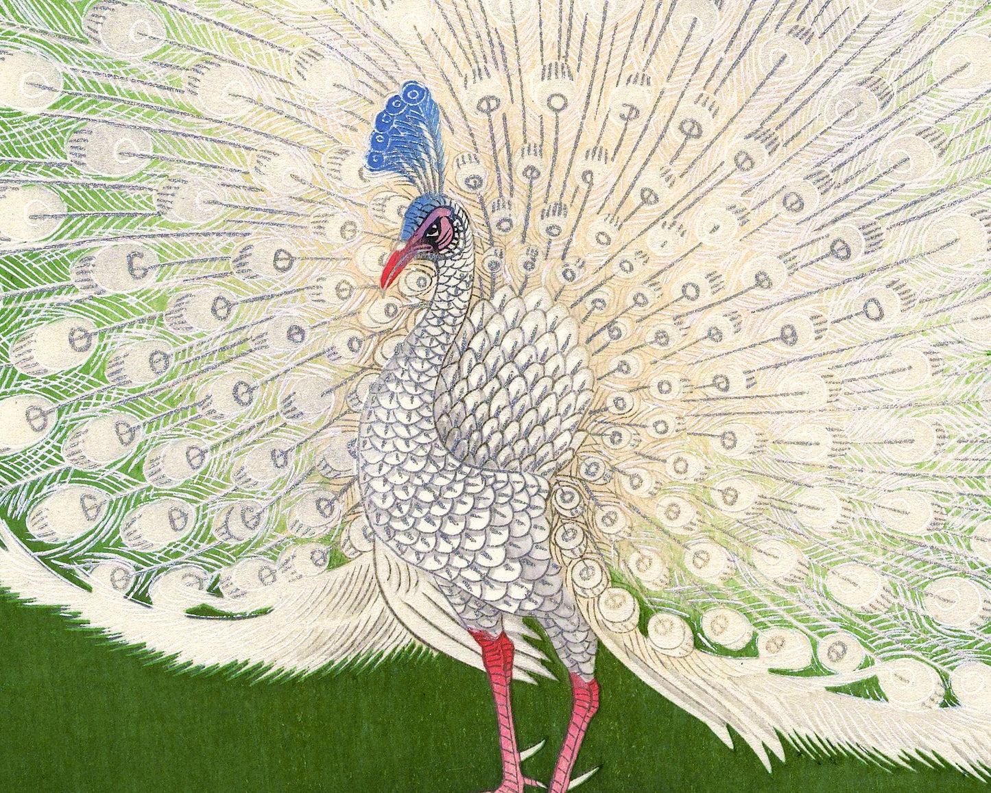 Peacock | 20th Century