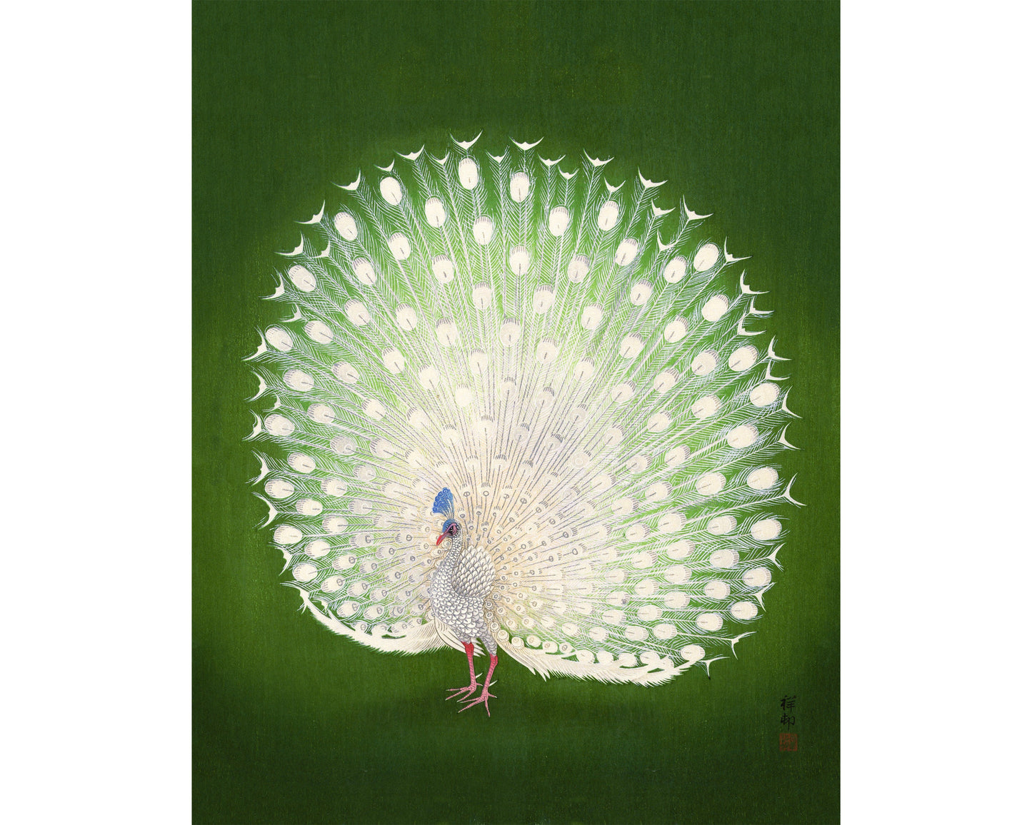 Peacock | 20th Century