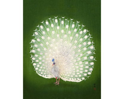 Peacock | 20th Century