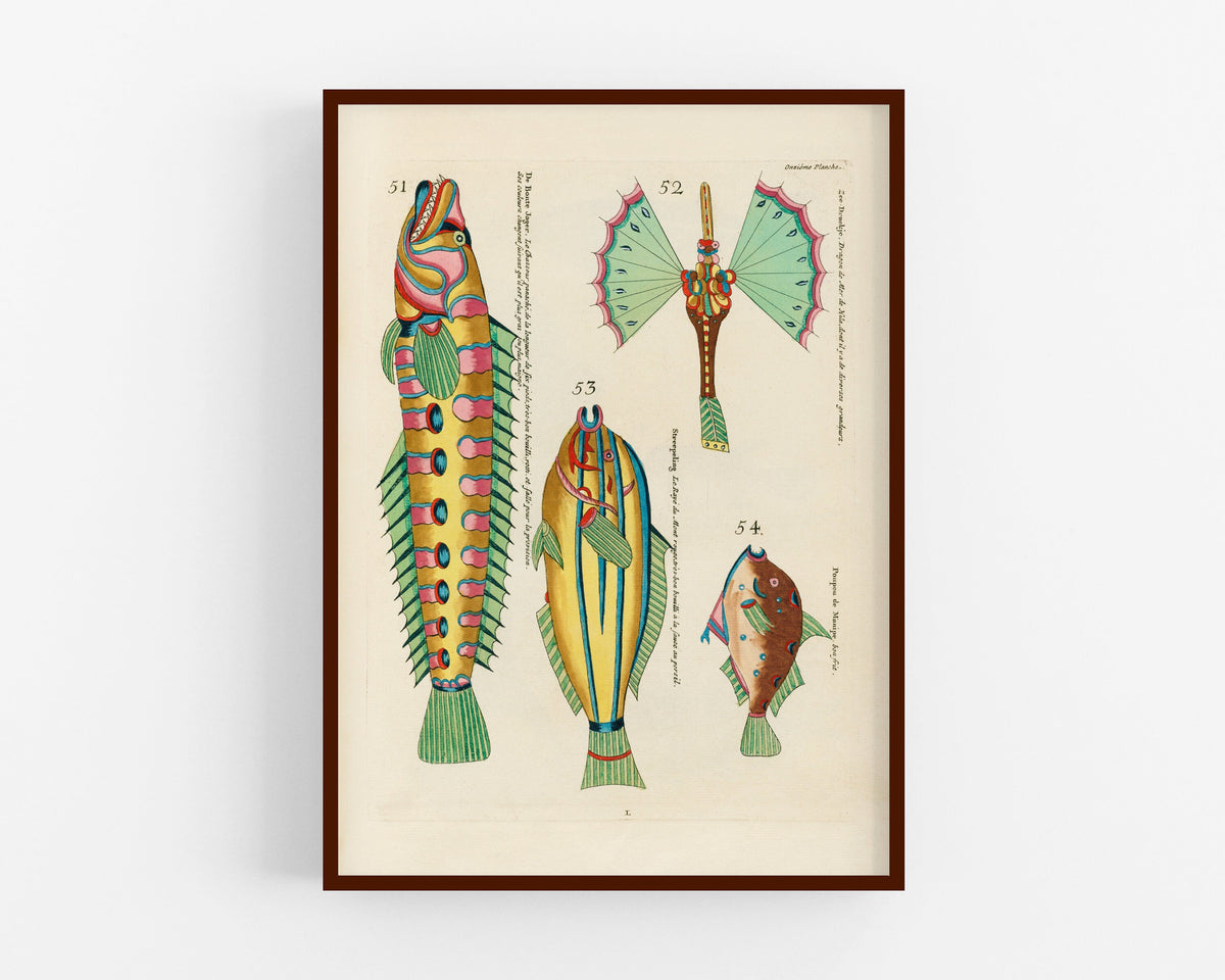 Teal Fish from Moluccan Islands | 1754