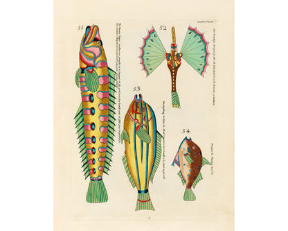 Teal Fish from Moluccan Islands | 1754