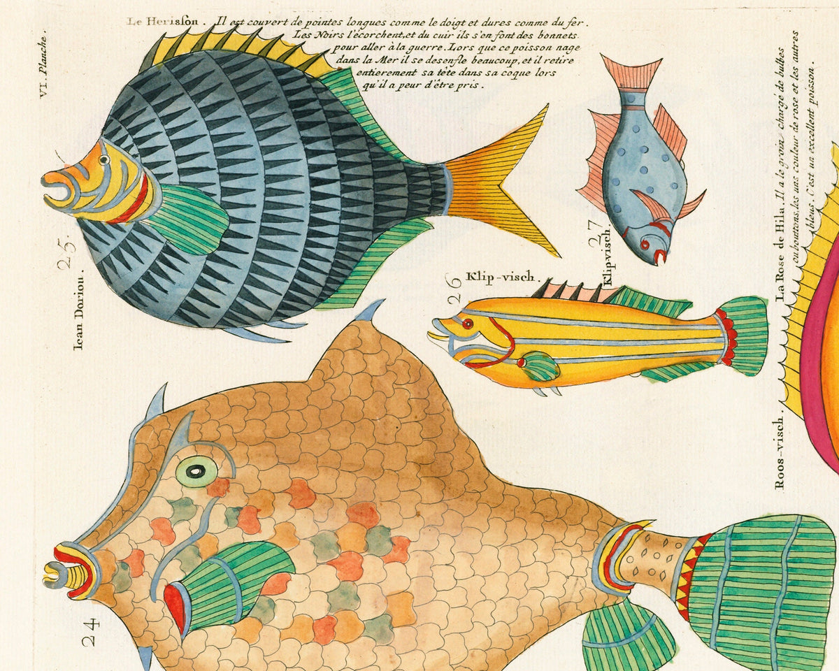 Orange and Blue Fish from Moluccan Islands | 1754