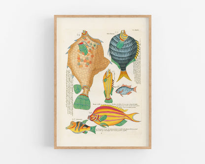 Orange and Blue Fish from Moluccan Islands | 1754