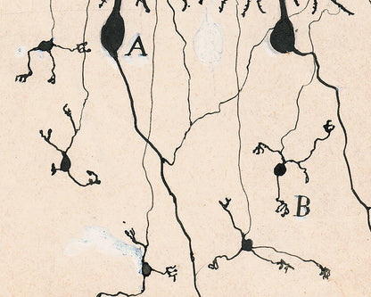 Purkinje Cells and Granule Cells from a Pigeon Cerebellum | 1899