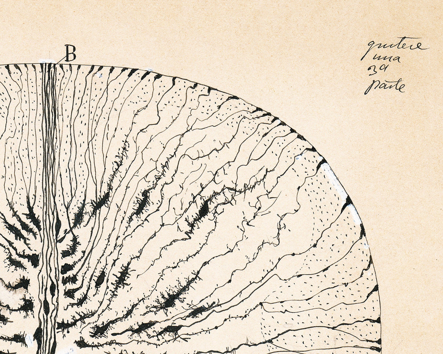 Glial Cells of a Mouse Spinal Cord | 1899