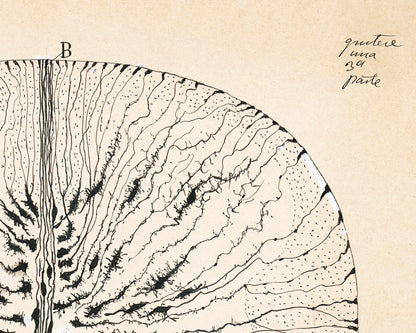 Glial Cells of a Mouse Spinal Cord | 1899