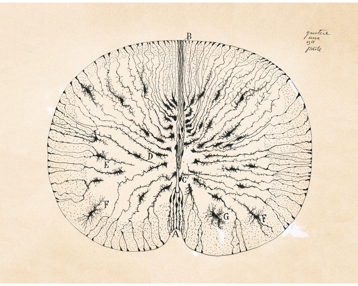 Glial Cells of a Mouse Spinal Cord | 1899