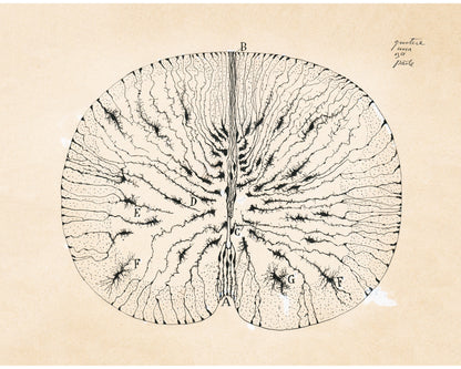 Glial Cells of a Mouse Spinal Cord | 1899