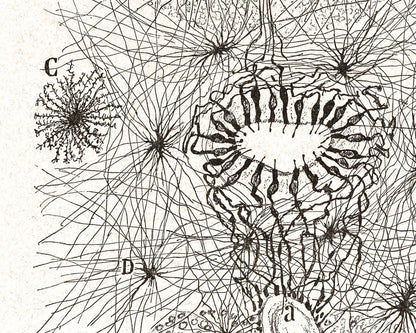 Diagram of a Cell | 1899