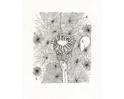 Diagram of a Cell | 1899