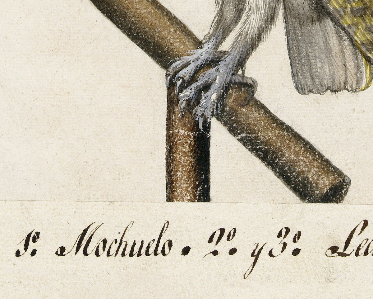 Barn Owl | 1560