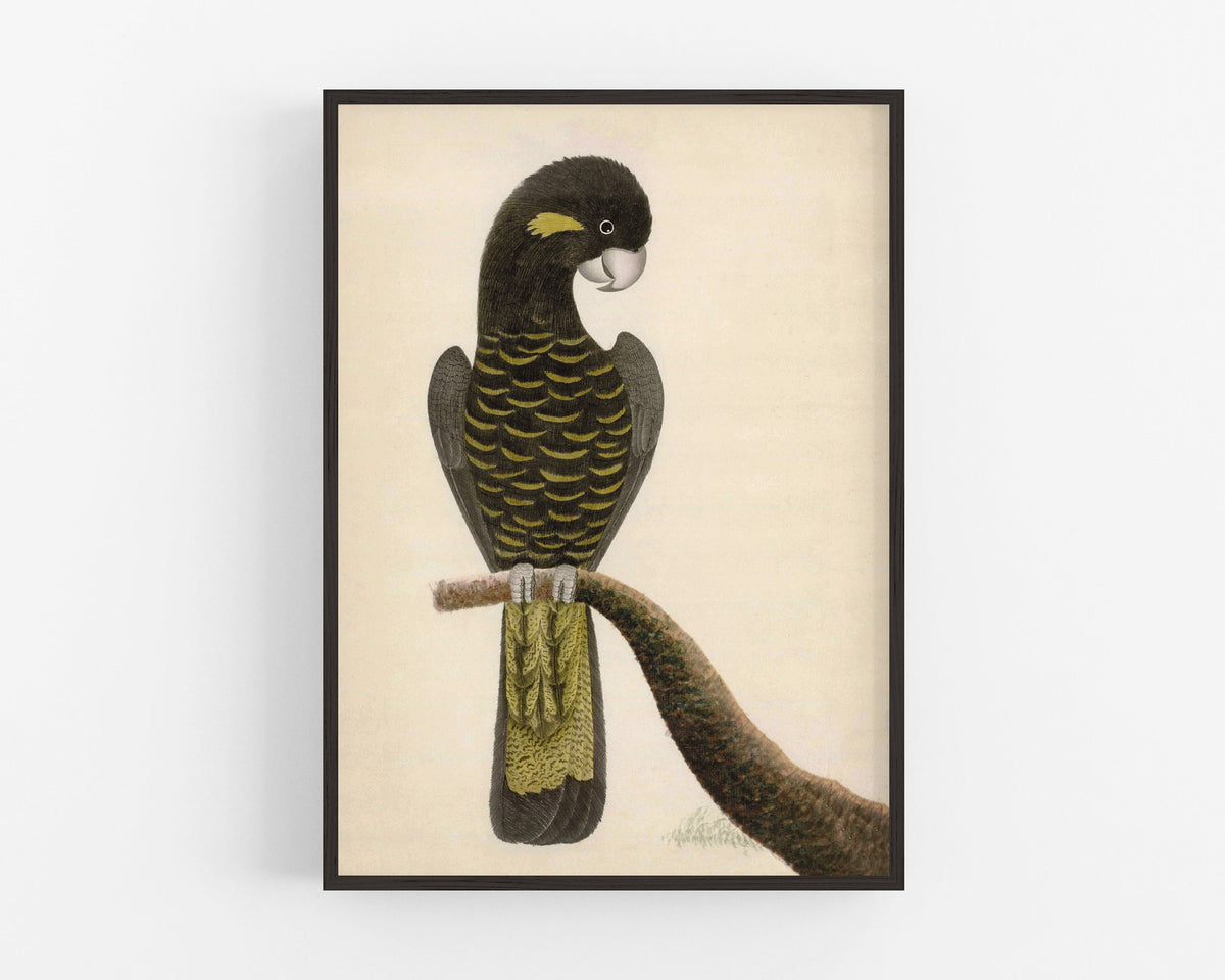 Yellow Tailed Black Cockatoo | 1787