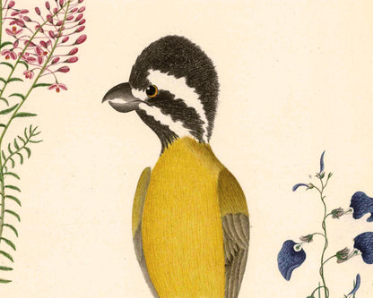 Eastern Shriketit and Pyramid Flower | 1787