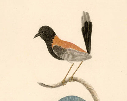 Red-Backed Wren and Sacred Kingfisher | 1787