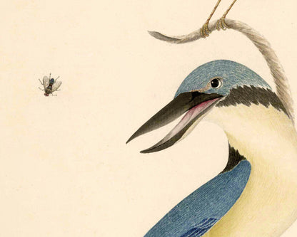 Red-Backed Wren and Sacred Kingfisher | 1787