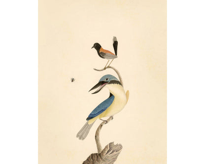 Red-Backed Wren and Sacred Kingfisher | 1787
