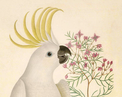 Sulphur Crested Cockatoo and Pinnate Boronia | 1787