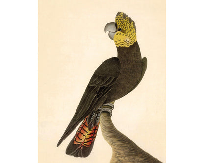 Glossy Black Cockatoo | 1787