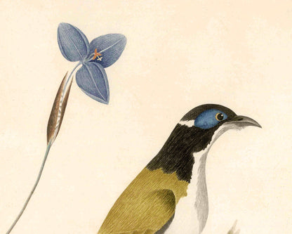 Crimson Rosella and Native Fuschia | 1787