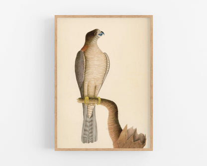 Hawke of Port jackson | 1787