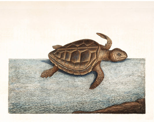 American Testudo Tortoise | 18th Century