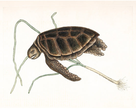 Turtle | 18th Century
