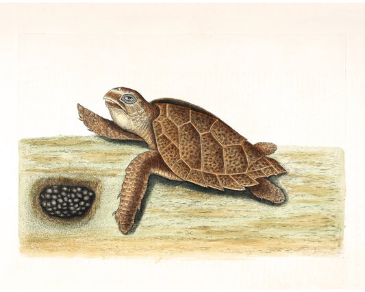 American Turtle and her Eggs | 18th Century