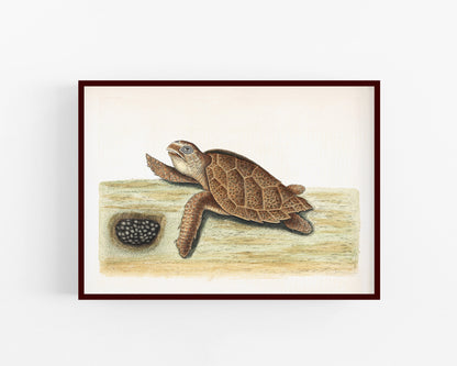 American Turtle and her Eggs | 18th Century