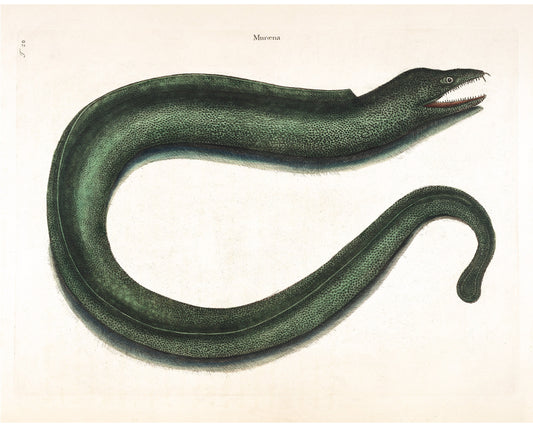 Muroena Eel  | 18th Century