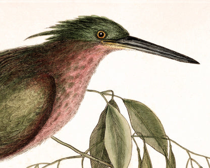Eurasian Bittern | 18th Century