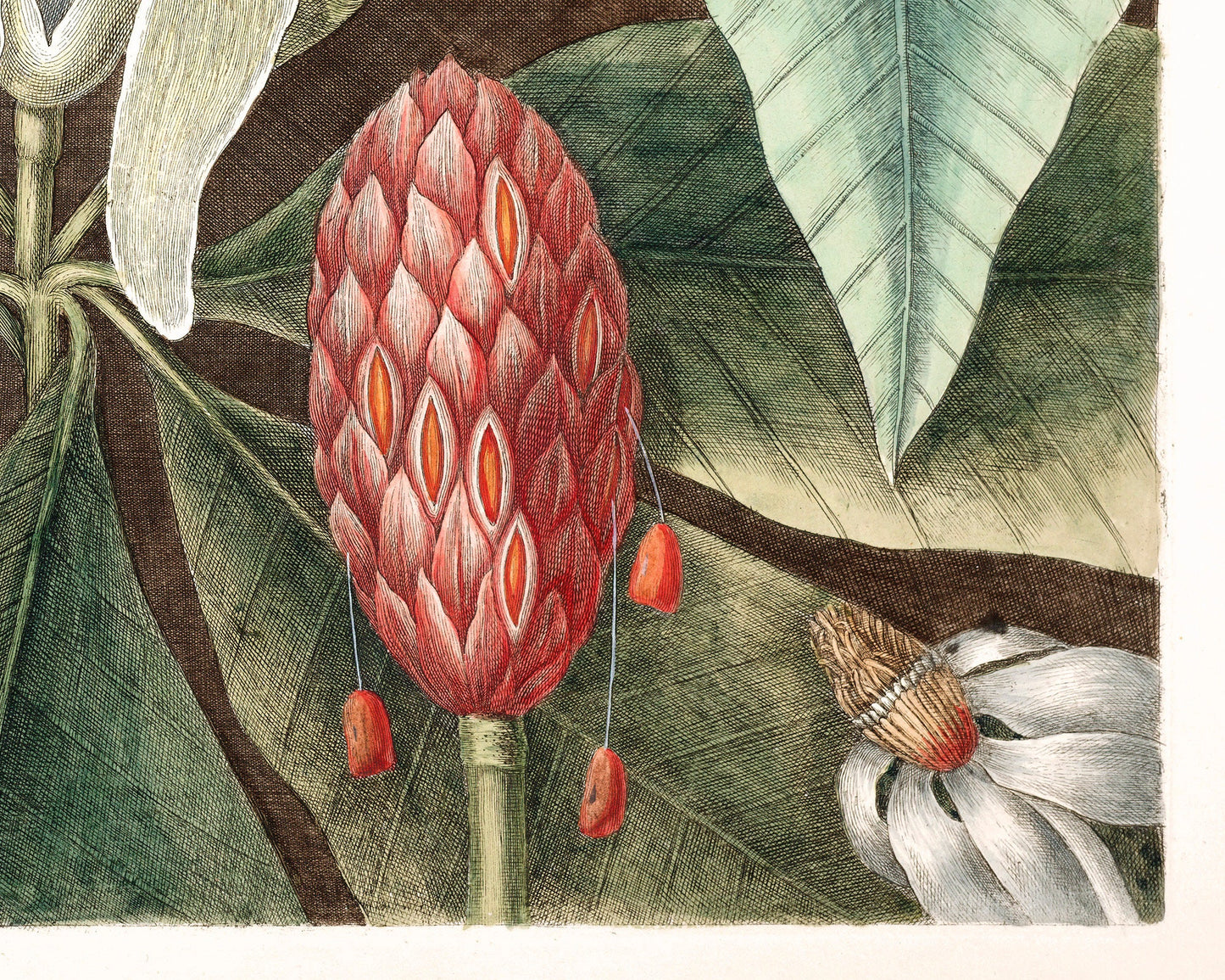 The Magnolia Laurel tree of Carolina | 18th Century