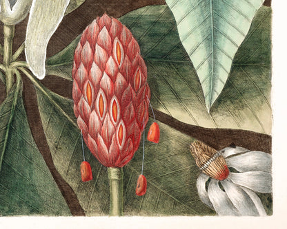 The Magnolia Laurel tree of Carolina | 18th Century