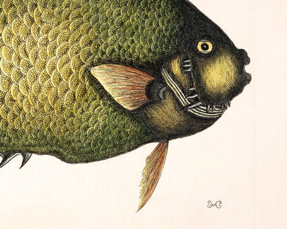 Angel Fish | 18th Century