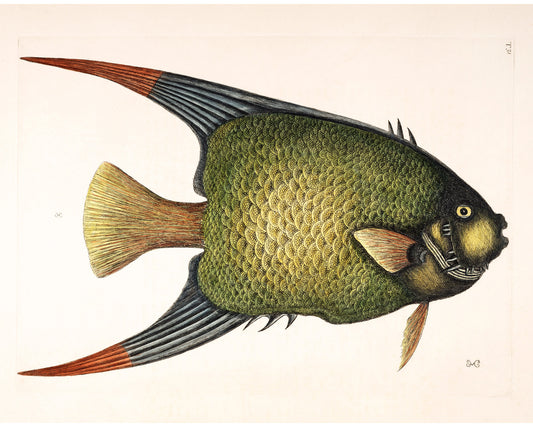 Angel Fish | 18th Century